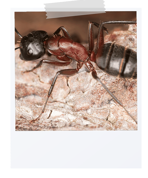 picture of a carpenter ant